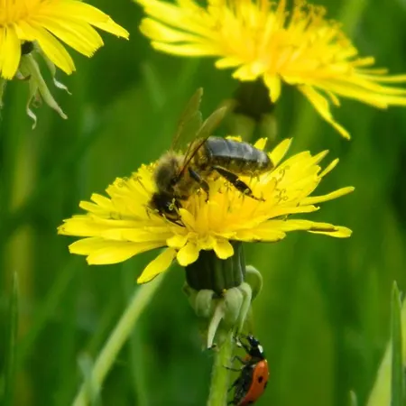 Haus Marga 4* Wernigerode
