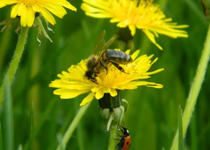 Haus Marga 4* Wernigerode