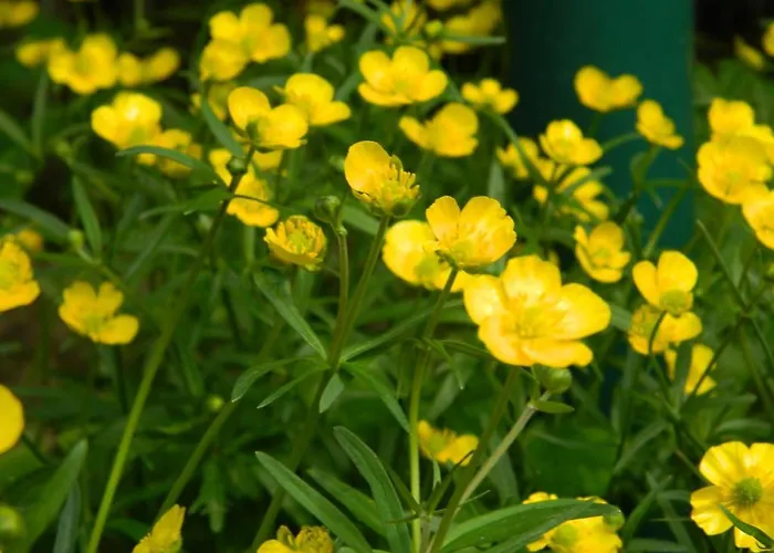 Haus Marga Pensionat Wernigerode